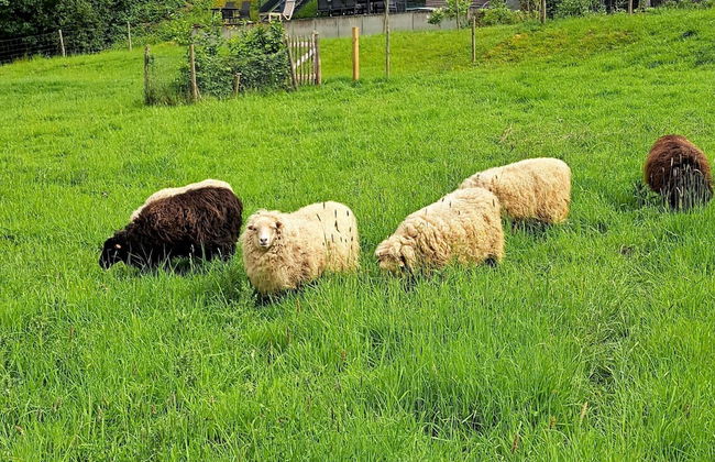 Holiday Home Viroinval for Seven Person - Foto 25