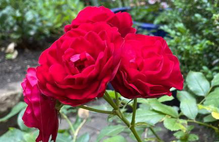 Feinzeit Cozy Rosy - 1-2 Schlafzimmer, 4-6 Gäste, Parkplatz - Photo 48