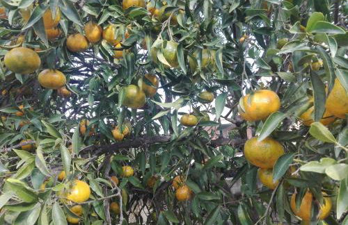 Caledonia Relax - Photo 41