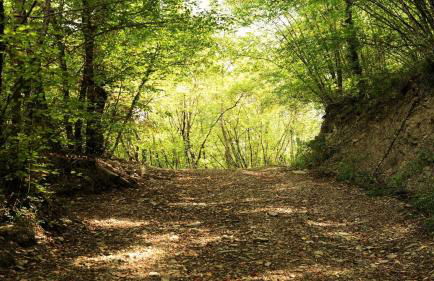 Baciano Azienda Agrituristico Venatoria - Foto 20