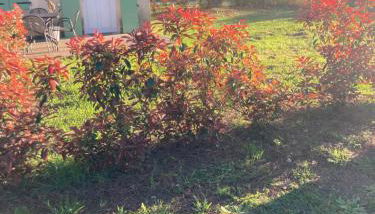 Maisonnette 43m2 piscine Gallargues le montueux - Foto 4