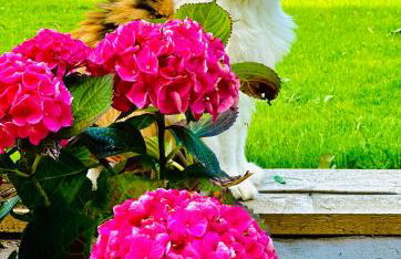 Le jardin de Lokijoy - Foto 35