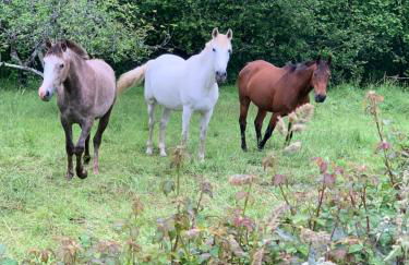 Posada El Pareón - Photo 24