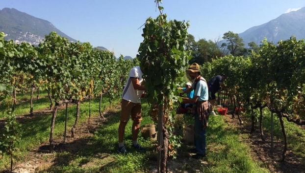 Residence La Vigna - Foto 2