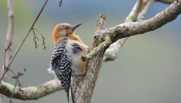 Observez les différentes espèces d'oiseaux