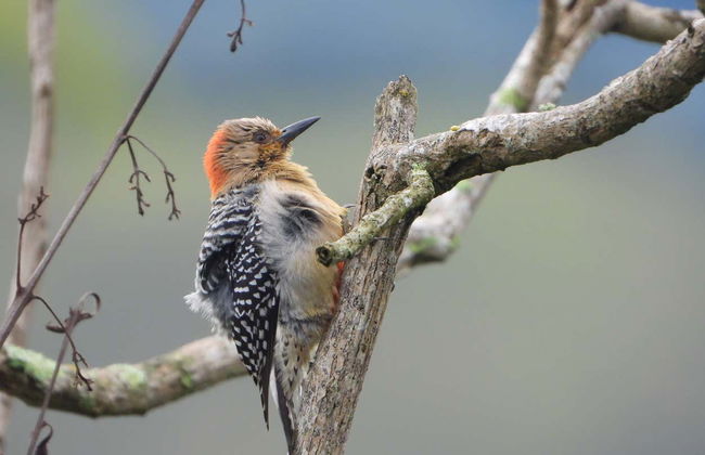 Avistamiento de aves en la reserva Santa Rita - Foto 2