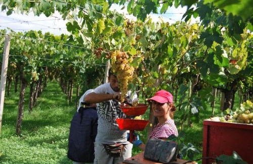 Agriturismo Torre Cristina - Foto 42