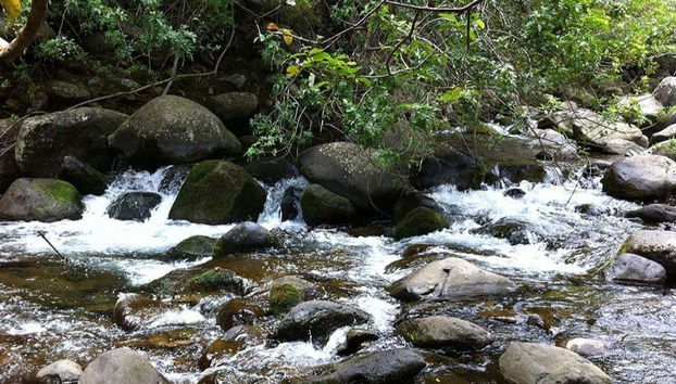 Naturaleza exuberante en el Valle Iao