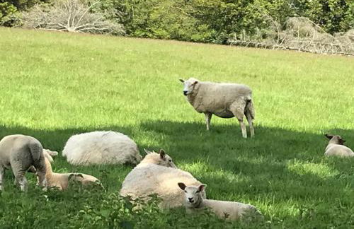 Meadow Sweet Cottage - Photo 68