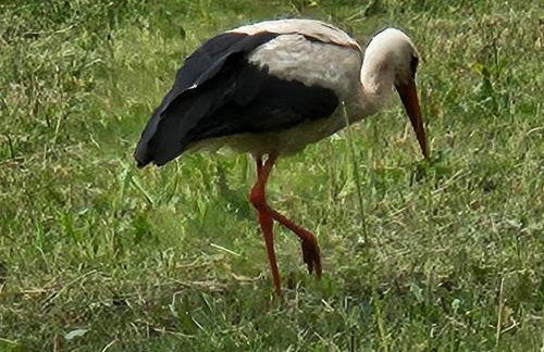 Vilanovka - domki z prywatną balią przy stawie i lesie - Foto 44