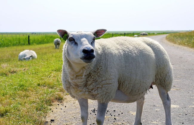 Comfy Lodge with Microwave Oven near Beach - Foto 19