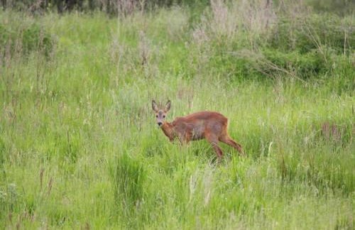 Doppelhaushalfte Seestern, Lohmen - Foto 47