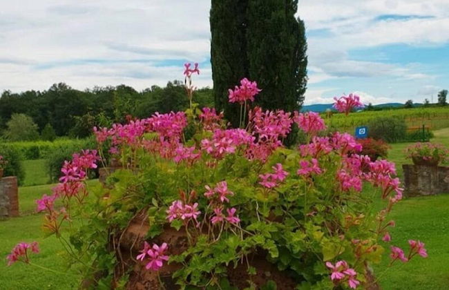 Agriturismo Il Sole Verde - Foto 67