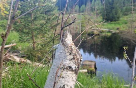 Two Apartaments Almberg - Mitterdorf-Mitterfirmiansreut - Foto 44