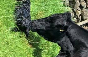 Stybeck Farm - Foto 32