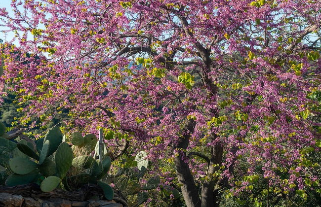 Casa Cedro in Luddui - Foto 82