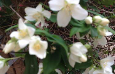 Le Jardin croix Roussien - Foto 43