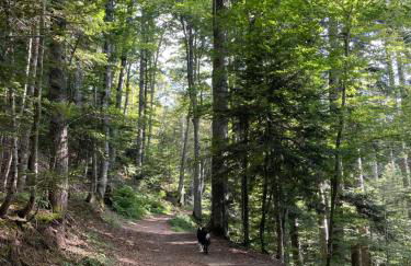 Il Nido nel Bosco - Foto 14