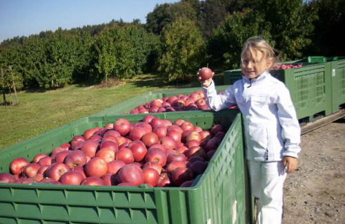 Ferien- und Obsthof Sonnenhalde - Foto 19