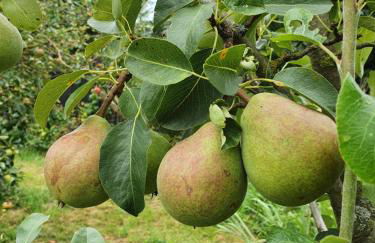 Gartenhaus Schlanstedt - Foto 14