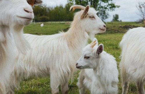 Jagodowa Osada - domki z balią z hydromasażem blisko term - Foto 13
