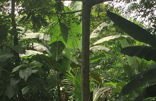 Amadi Villa - Photo 24