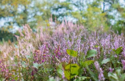 Gîtes Le Fer A Cheval Vassivière - Photo 19