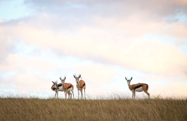 Oudebosch Guest Farm - Foto 26