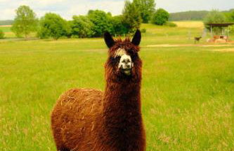 Smocze Ranczo 3 - Foto 74