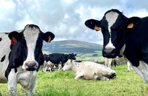 Casa Às Oito - Photo 46