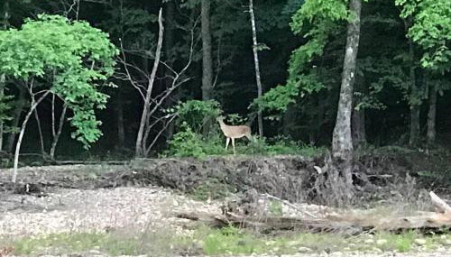 Collier Cabin on Collier Creek - Foto 5