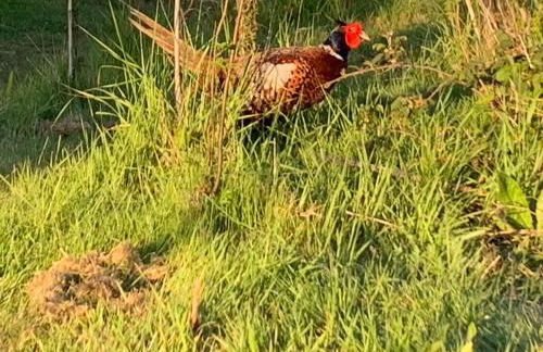 Luxury Pod-Sleeps 2-Hot Tub-Pets-Garden - Foto 21