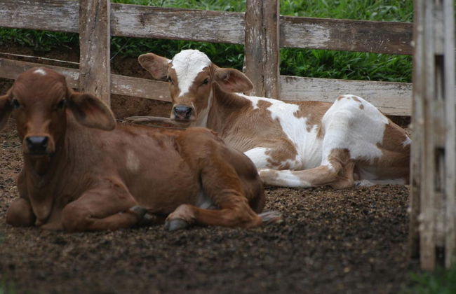 Hotel Fazenda Menino da Porteira - Foto 32