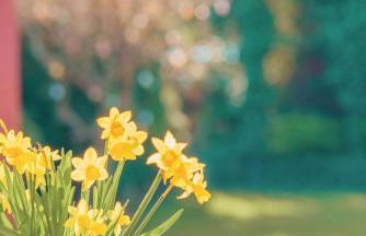 Kaminhaus 2 Fehmarn mit Sauna und Kamin - Foto 7