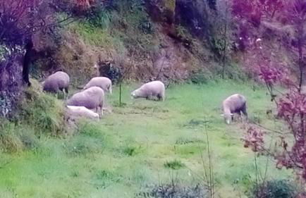 Charming House in Celorico de Basto with Mountain View - Foto 16