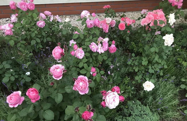 Luxury Villa - JessApart Walendia - Photo 23