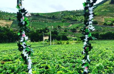 Solar Quinta da Portela - Douro - Photo 29