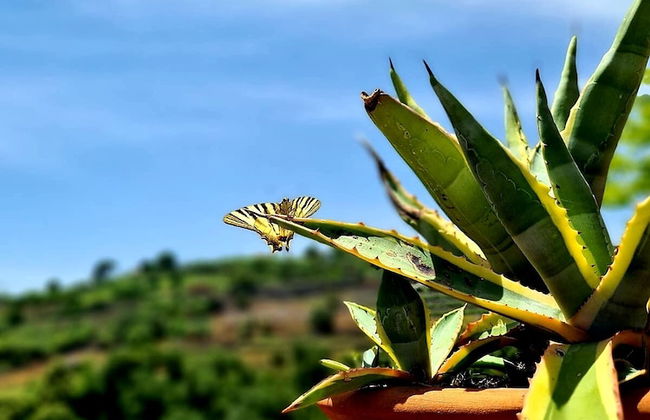 Etna Panoramic Villa With Swimming Pool - Foto 23
