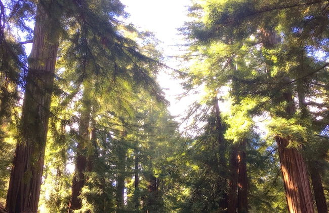 Redwoods River Resort - Foto 63