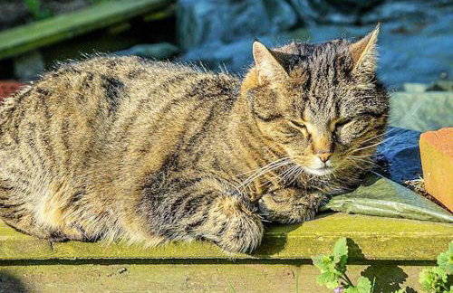 Storchennest - Foto 7