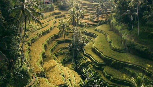 Visita guiada por Ubud - Foto 5, Disfrutando de los paisajes de Ubud