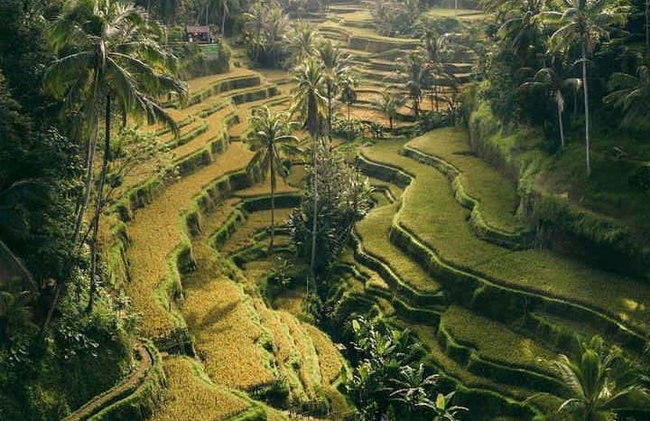 Visita guiada por Ubud - Foto 5