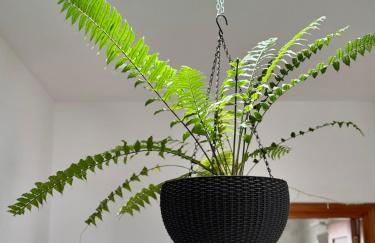 Royal Home - Foto 23