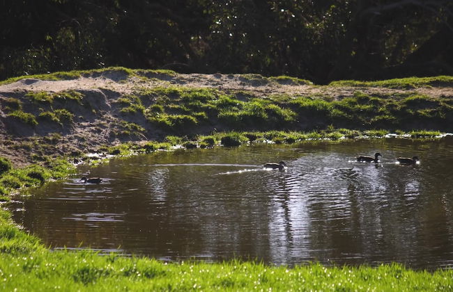 Limosa Rise - Foto 25