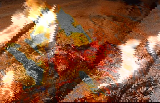 Wadi Rum Rose camP - Photo 26