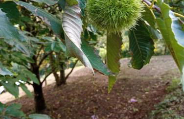 La finestra sulla valle - Foto 60