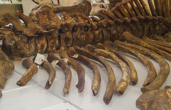 Museo Paleontológico y Arqueológico + Valle de los Gigantes - Foto 1