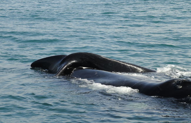 Walkerbay Accommodation - Foto 43