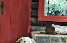 Rancho das Verbenas Campos do Jordão - Foto 19