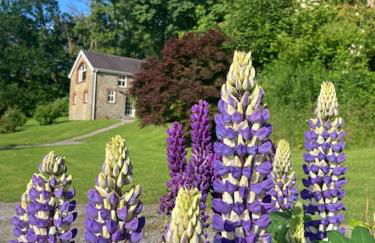 Beautiful Garden Cottage, close to Llandeilo. - Photo 23